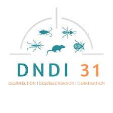 Logo DNDI31